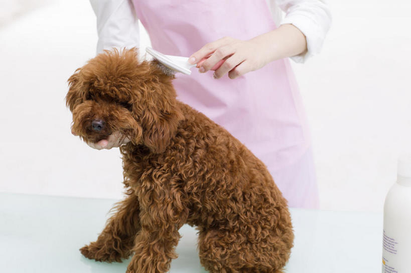 东方人,成年人,一个人,横图,留白,正面,衬衫,桌子,宠物,狗,北京,中国,亚洲,仅一个年轻女性,仅一个女性,仅一个人,握,灰色背景,工作,围裙,刷,现代,一只,动物,站着,职业,家畜,服务,握着,摄影,生活方式,部分,关爱,贵妇犬,东亚,店主,年轻女性,女人,女性,亚洲人,中国人,年轻人,彩图,影棚拍摄,宠物商店,宠物美容师,bj175