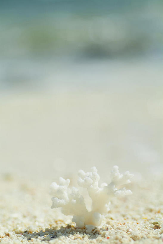 密克罗尼西亚,亚洲,沙子,珊瑚,岛,白色,海滩,彩图,bj175