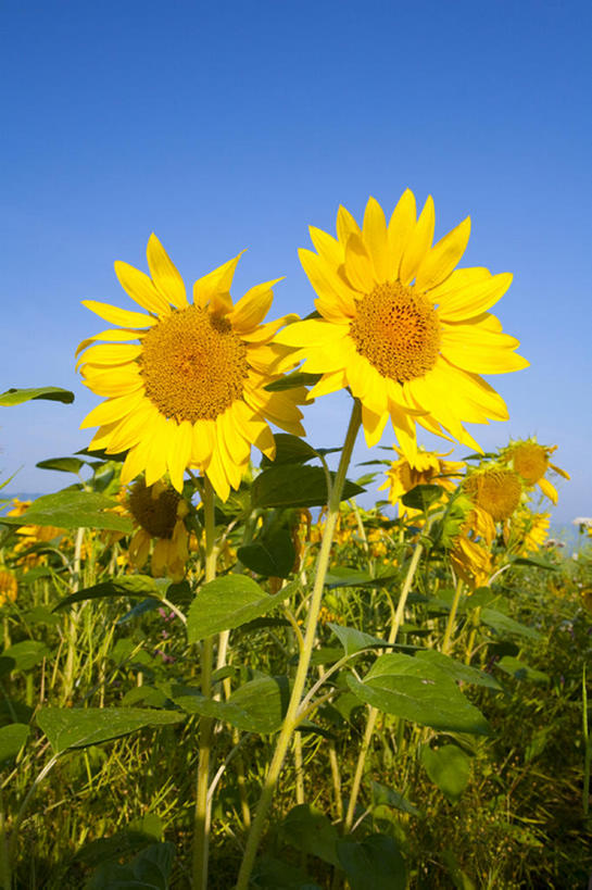 室外,白天,植物,向日葵,亚洲,花,天空,夏天,万里无云,彩图,bj175