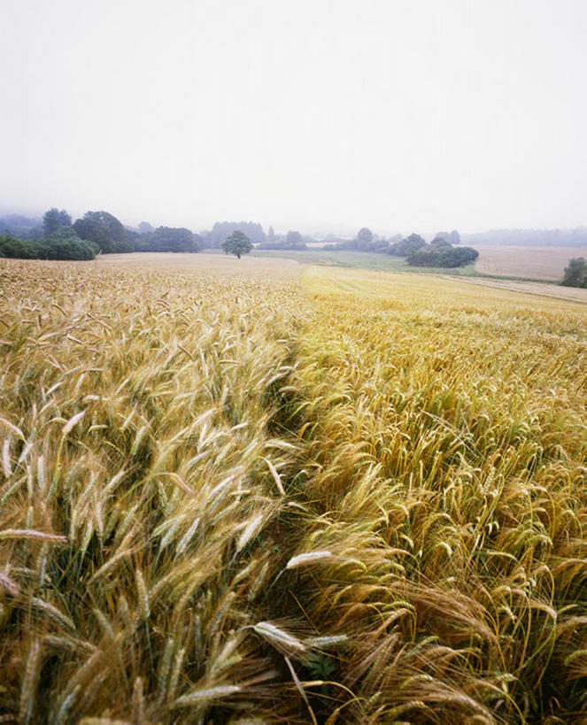 室外,旅游,度假,农作物,小麦,美景,法国,欧洲,收成,丰富,丰收,地形,景观,田地,云,谷物,丰盛,娱乐,风景,天空,自然,享受,休闲,景色,放松,麦子,收获,自然风光,丰登,丰硕,劳绩,利穆赞,秋天,彩图,bj175