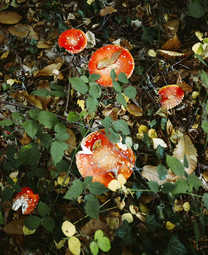 室外,白天,叶子,法国,欧洲,粉末,蘑菇,食品,红色,粉,粉状,粉剂,利穆赞,秋天,彩图,bj175