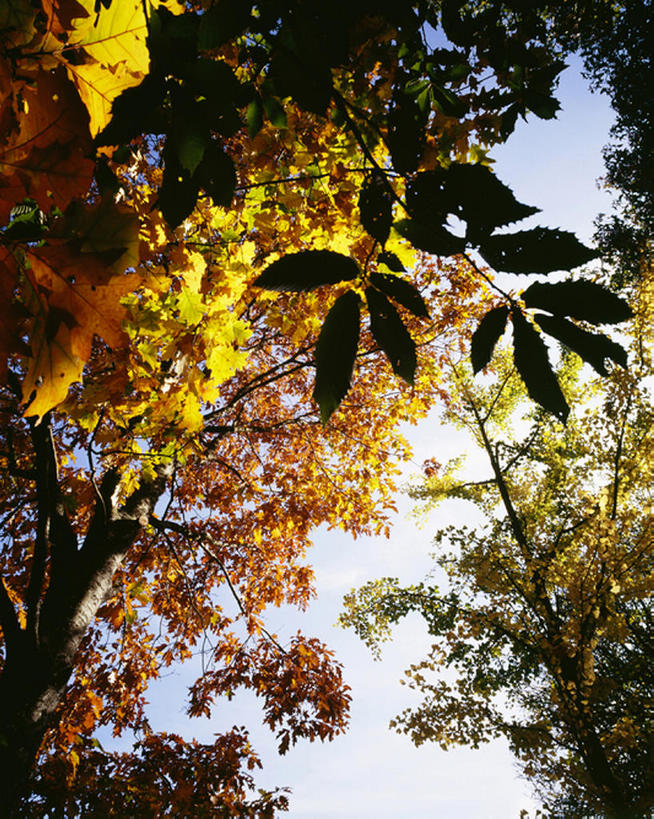 室外,白天,仰视,叶子,法国,欧洲,枝,树,红色,利穆赞,秋天,彩图,低角度拍摄,bj175