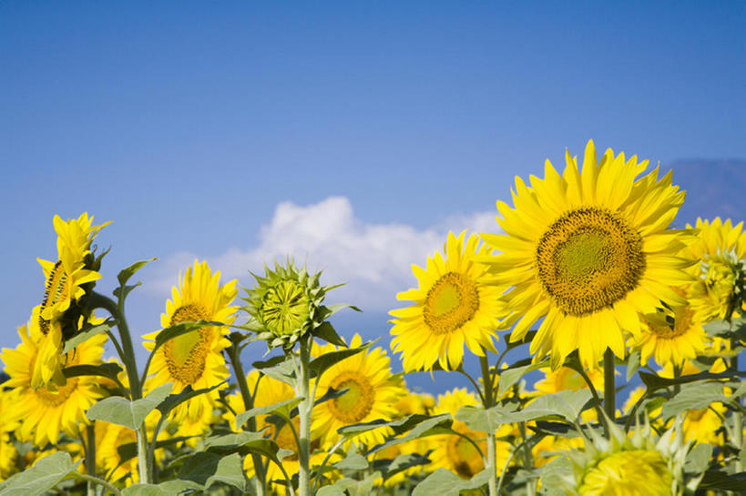 无人,横图,室外,白天,留白,旅游,度假,农业,草地,美景,向日葵,叶子,日光,丰富,盛开,地形,景观,田地,云,茎,野花,花蕾,娱乐,花,花瓣,花朵,鲜花,黄色,蓝色,绿色,风景,天空,自然,春天,花苞,花蕊,享受,休闲,景色,放松,摄影,生长,宁静,环境,清新,自然风光,万里无云,彩图,头状花序,bj175