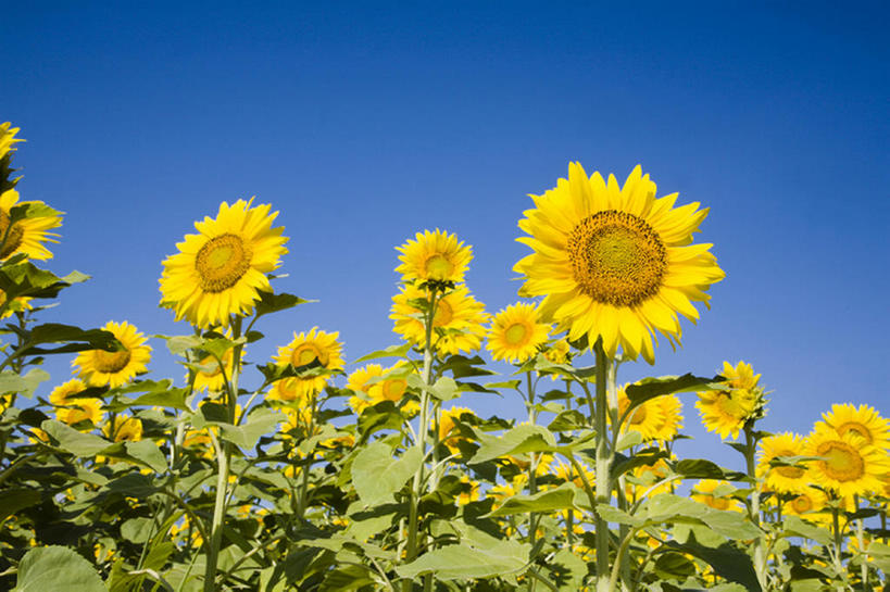 无人,横图,室外,白天,留白,仰视,旅游,度假,农业,草地,美景,向日葵,叶子,日光,丰富,盛开,地形,景观,田地,茎,野花,花蕾,娱乐,花,花瓣,花朵,鲜花,黄色,蓝色,绿色,风景,天空,自然,春天,花苞,花蕊,享受,休闲,景色,放松,摄影,生长,宁静,环境,清新,自然风光,万里无云,彩图,低角度拍摄,头状花序,bj175