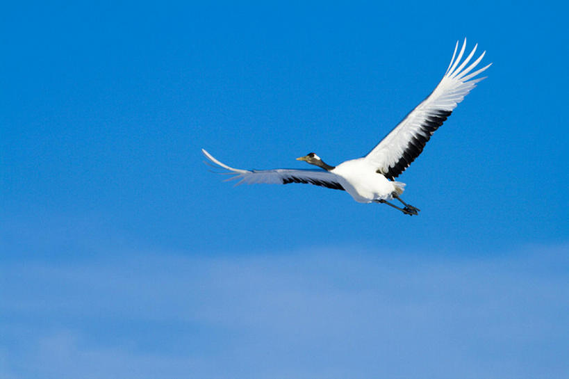 无人,横图,室外,白天,留白,探险,自由,美景,丹顶鹤,野生动物,鹤,鸟类,景观,半空,注视,飞,一只,蓝色,白色,黑色,天空,自然,观察,看,景色,摄影,观看,宁静,动作,环境,察看,关注,自然风光,万里无云,濒危物种,彩图,动物行为,bj175