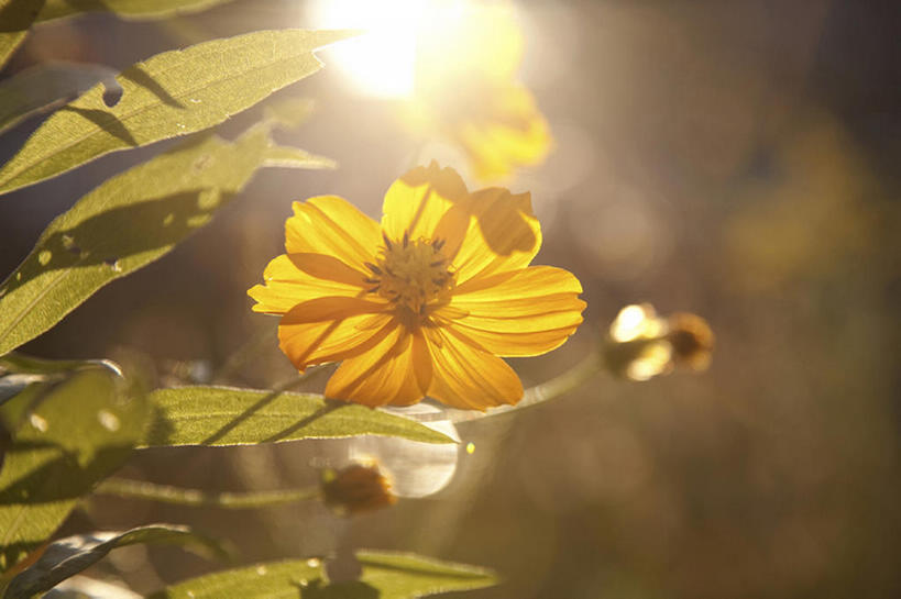 无人,横图,室外,特写,白天,留白,镜头眩光,美景,太阳,叶子,日光,阴影,盛开,光线,影子,景观,茎,野花,光芒,花蕾,雏菊,花,花瓣,花朵,鲜花,黄色,阳光,自然,春天,花苞,花蕊,景色,摄影,生长,宁静,自然风光,灵性,开端,彩图,头状花序,bj175