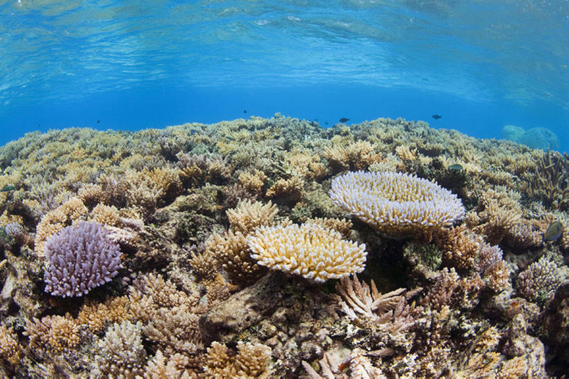 无人,横图,白天,旅游,度假,海底,水下,海洋,美景,密克罗尼西亚,珊瑚,景观,娱乐,风景,自然,享受,休闲,景色,放松,摄影,宁静,热带气候,自然风光,罕见,荒僻,偏僻,偏远,冷僻,暗礁,彩图,旅行,特鲁克泻湖,bj175