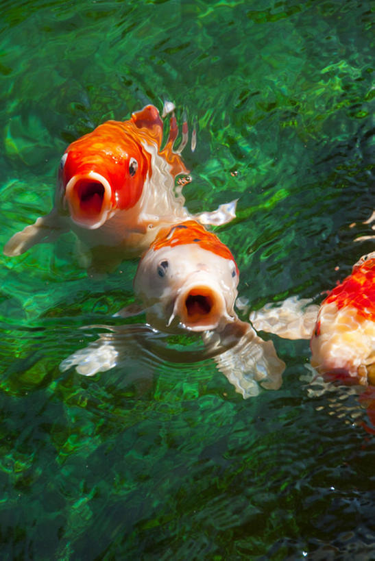 游泳,无人,竖图,室外,白天,水,鲤鱼,三只,池塘,鱼类,动物,张嘴,摄影,淡水鱼,张大嘴巴,张开嘴,彩图,bj175