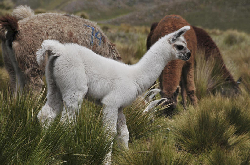 儿童,无人,横图,室外,白天,哺乳动物,野生动物,秘鲁,骆驼,草,动物,家畜,南美,可爱,摄影,活泼,南美洲,拉丁美洲,羊驼,美洲,秘鲁共和国,库斯科,首府,沙漠之舟,亚美利加洲,南亚美利加洲,玉米之仓,驼羊,美洲驼,库斯科省,彩图,库斯科大区,bj175