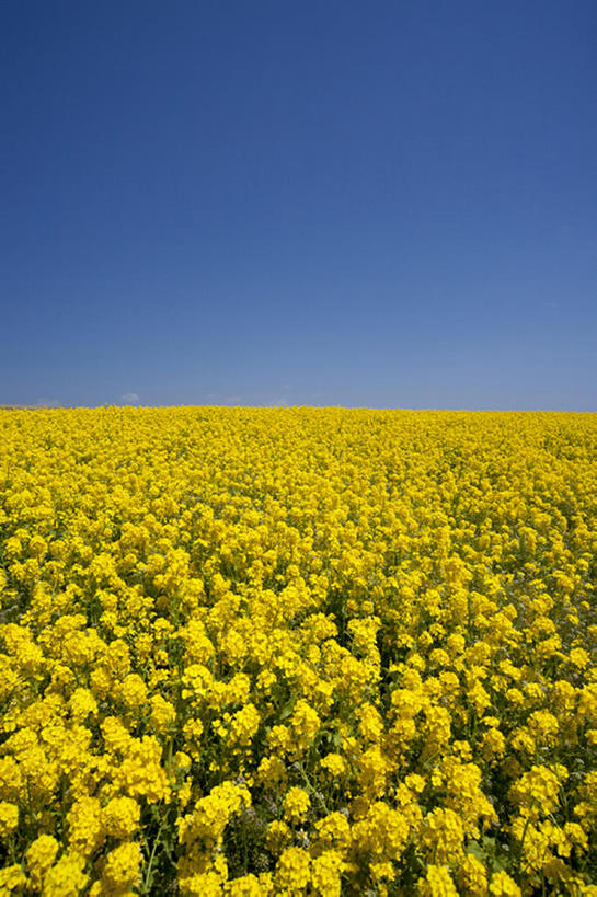 无人,竖图,室外,白天,美景,植物,日本,地形,景观,田地,花,花朵,黄色,风景,蓝天,天空,自然,春天,油菜花,景色,摄影,宁静,自然风光,兵库县,淡路岛,彩图,bj175