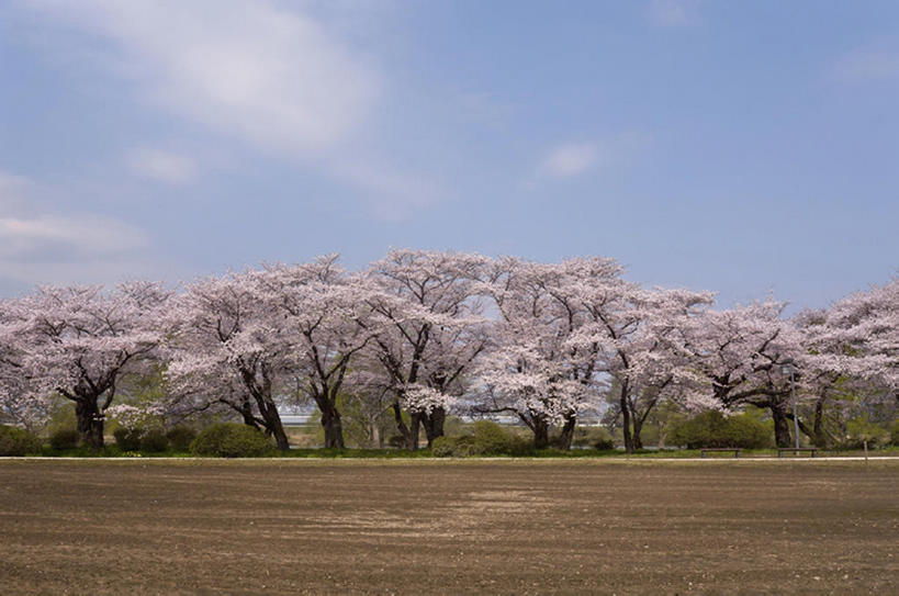 无人,公园,横图,室外,白天,旅游,度假,美景,樱花,樱桃,日本,地形,景观,田地,樱桃树,娱乐,花,风景,天空,自然,春天,享受,休闲,景色,放松,摄影,宁静,自然风光,岩手县,彩图,旅行,bj175