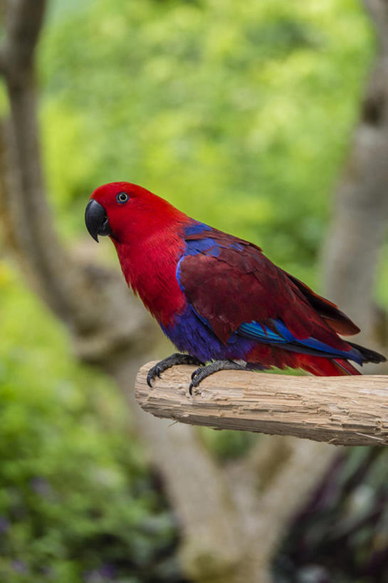 无人,竖图,室外,白天,鸟,鹦鹉,新加坡,亚洲,红色,长尾鹦鹉,圣淘沙岛,bj175