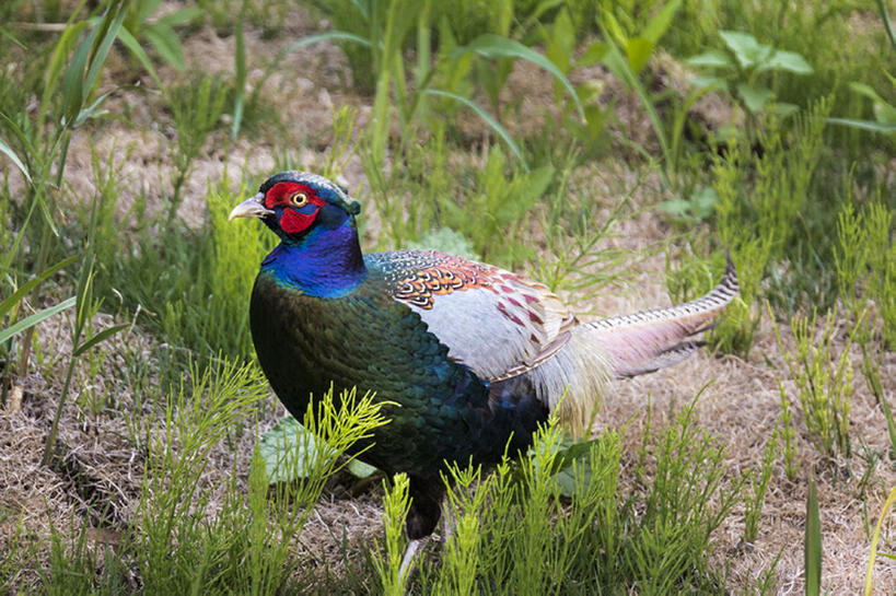 无人,横图,室外,白天,鸟,野生动物,日本,千叶县,动物,男性,野鸡,船桥市,bj175