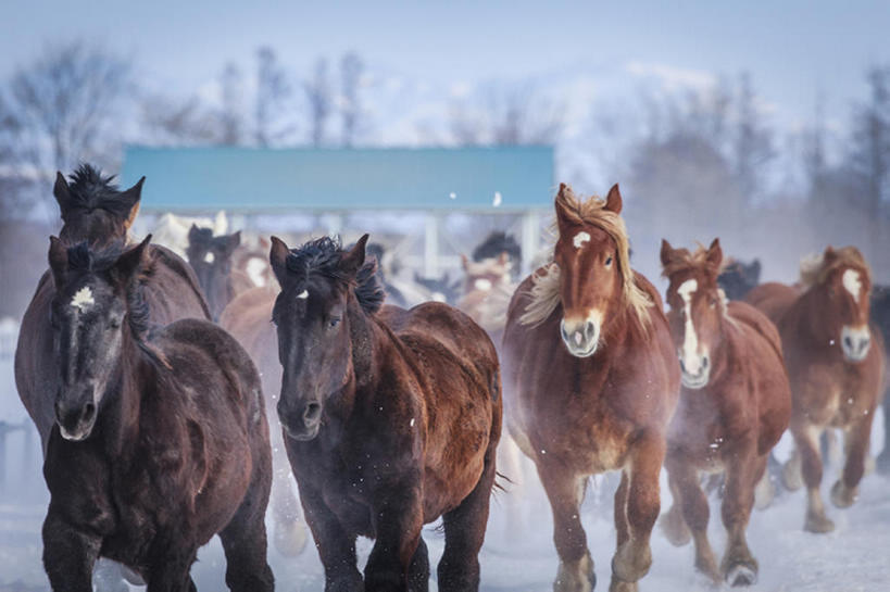 跑,横图,室外,白天,牧场,雪,马,北海道,日本,冬天,动物,bj175