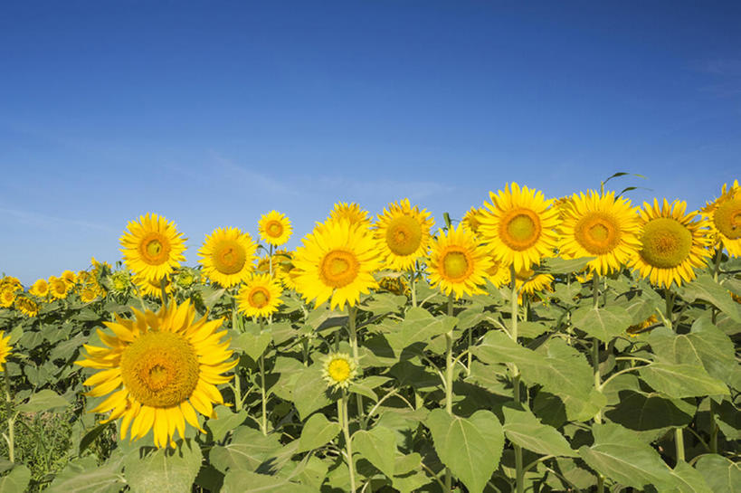无人,横图,室外,白天,植物,向日葵,日本,亚洲,花,风景,天空,夏天,东亚,本州,本州岛,日本国,中部地方,新潟,新潟县,bj175