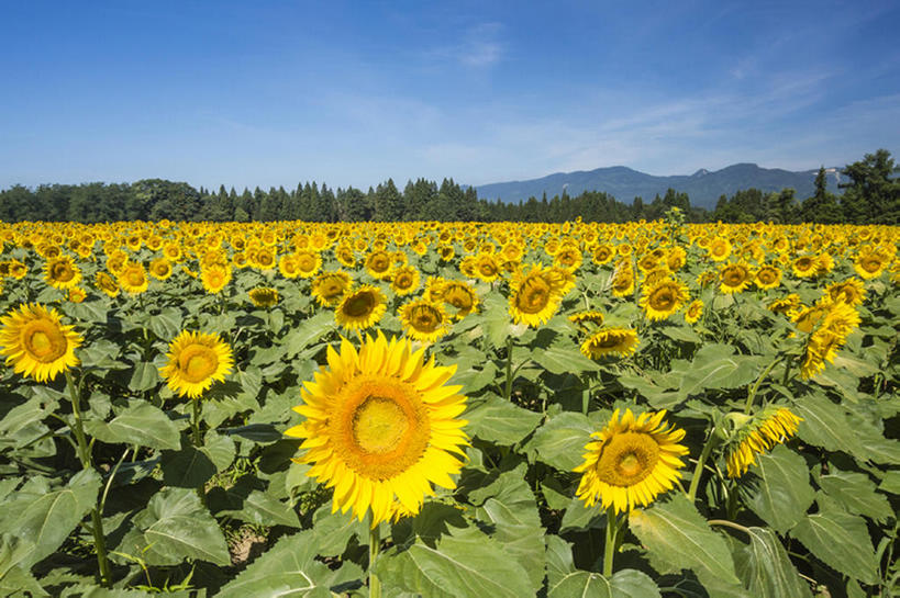 无人,横图,室外,白天,植物,向日葵,日本,亚洲,花,风景,天空,夏天,东亚,本州,本州岛,日本国,中部地方,新潟,新潟县,bj175
