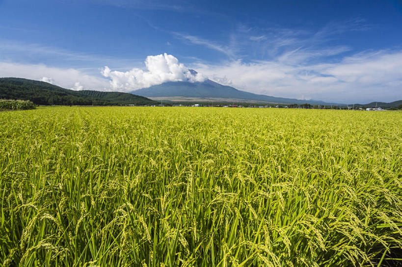 横图,室外,白天,农业,山,静冈县,日本,地形,稻,风景,天空,富士,bj175