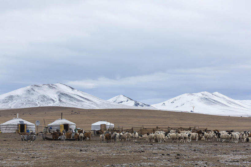 吃,横图,室外,白天,山,雪,亚洲,地形,风景,天空,动物,牲畜,蒙古包,山羊,嚼,食,bj175