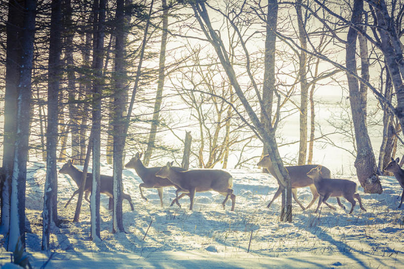 无人,横图,室外,白天,森林,雪,鹿,北海道,日本,木制,冬天,自然,动物,知床半岛,梅花鹿,bj175