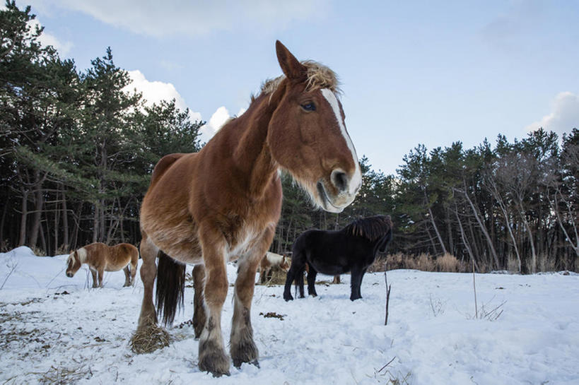 无人,农场,横图,室外,白天,畜牧业,牧场,雪,马,冬天,动物,畜牧,牧业,bj175