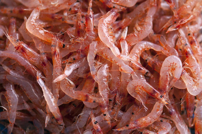 无人,横图,丰富,虾,食品,红色,清新,海产,bj175