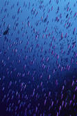 tkf001_500324