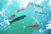 tkf003_170993