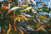 tkf003_440185