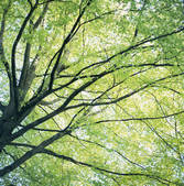 tkf003_804196