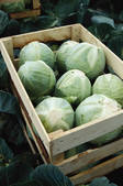 tkf003_811547