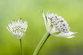 tkm001_808022
